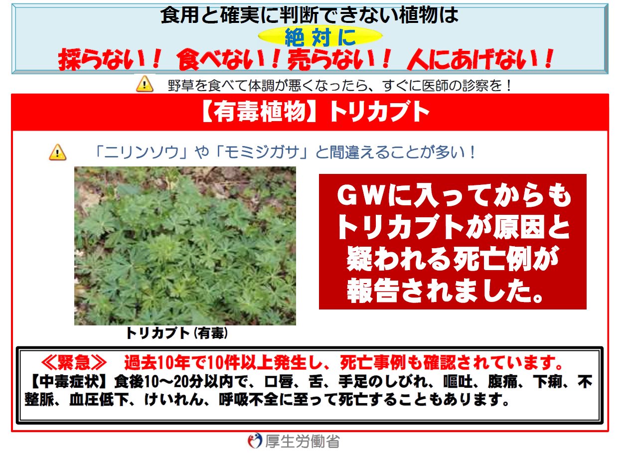 厚生労働省 食べないで 有毒植物 トリカブト トリカブトの葉を ニリンソウ や モミジガサ と間違って食べることによる食中毒が発生しています 続く T Co Cxxjtssvyz Twitter