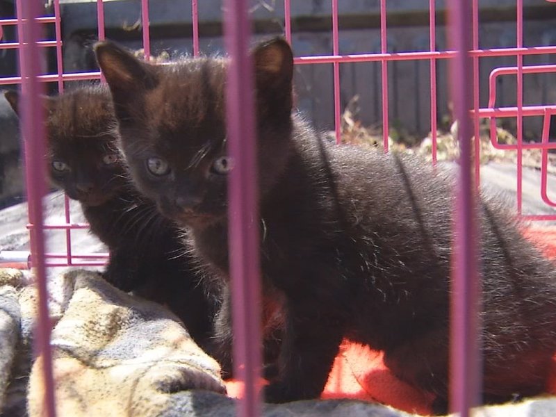 people's tweet photo. Kittens abused by boys at a Texas apartment complex are recovering https://t.co/0wnUrUSlNp via @PEOPLEPets https://t.co/9K0bMV4sCJ