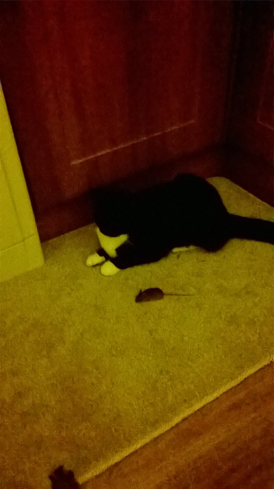 Jumpingdale_Jay's tweet image. It would appear that dinner is served... thanks Lollycat #huntingmachine