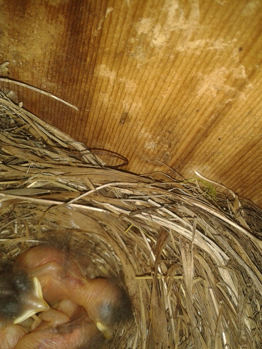 garryoakeco's tweet photo. Here is a peek at the first 2016 bluebird nestlings! https://t.co/ZRIaOPONIf