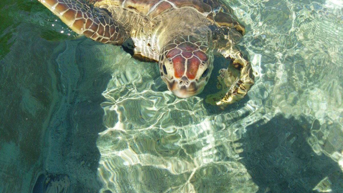 マイリームッソ ウミガメに餌を上げられるという事で 大人のウミガメ 野菜 100円 子供のウミガメ 魚 100円 この二つを買い赤ちゃんと大人のウミガメに上げました ウミガメの大人は野菜を食べます ウミガメの赤ちゃんは魚を食べるらしいです