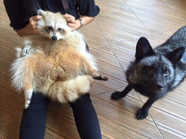 NoAnimalPoachin's tweet image. Exotic animals in Bangkok cafe - cute or cruel?
A Facebook video introducing an exotic  .... news.asiaone.com/news/asia/exot…