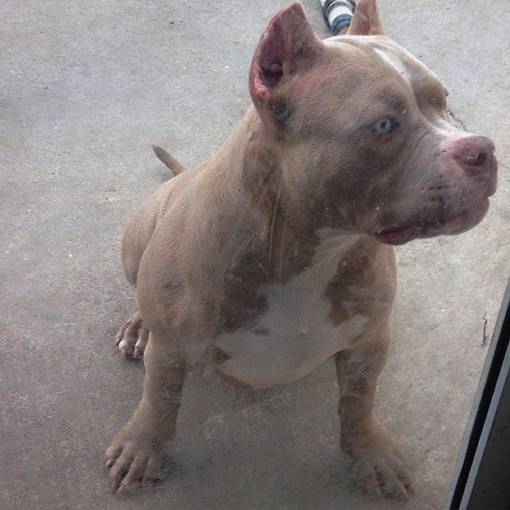 Americanbullyhq's tweet photo. Let me in Daddy I just jumped in the pool!!π§π§π¦#louisvlinebullys #louisvblood #americanbullβ¦ https://t.co/gFqdAus7me https://t.co/hDi0IfW9EW