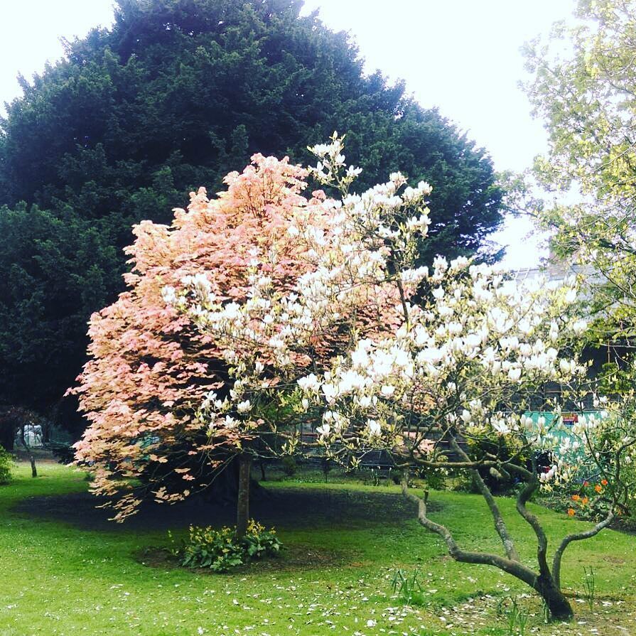 CatchyTrips's tweet photo. Marlay Park- Dublin https://t.co/sPrX9rrVdI