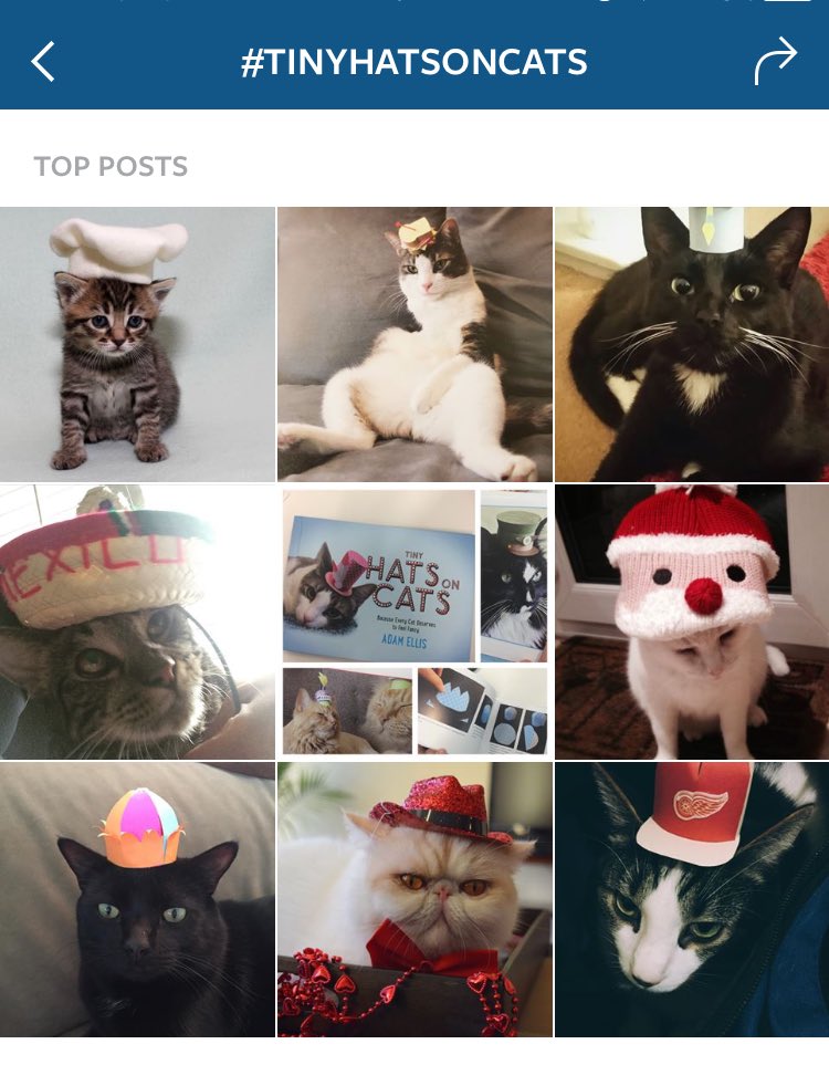 itsmissmeg's tweet photo. Frank is a top post for #tinyhatsoncats ! https://t.co/0AJzCeaKmN