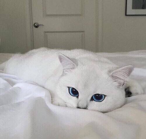 tkiohtel's tweet image. nunca vi um gato tão maravilhoso