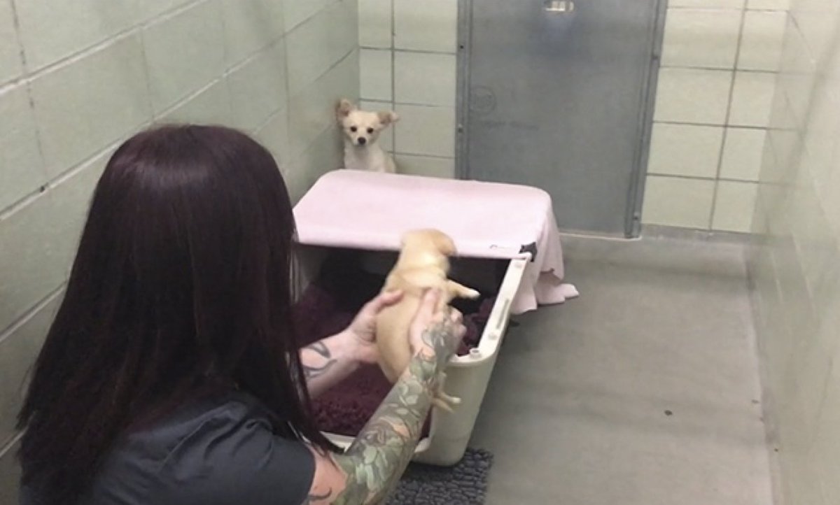 VailDailyDogs's tweet image. It is impossible to watch this #rescuedog reunite with her #puppies and not melt: bit.ly/1rSsyho