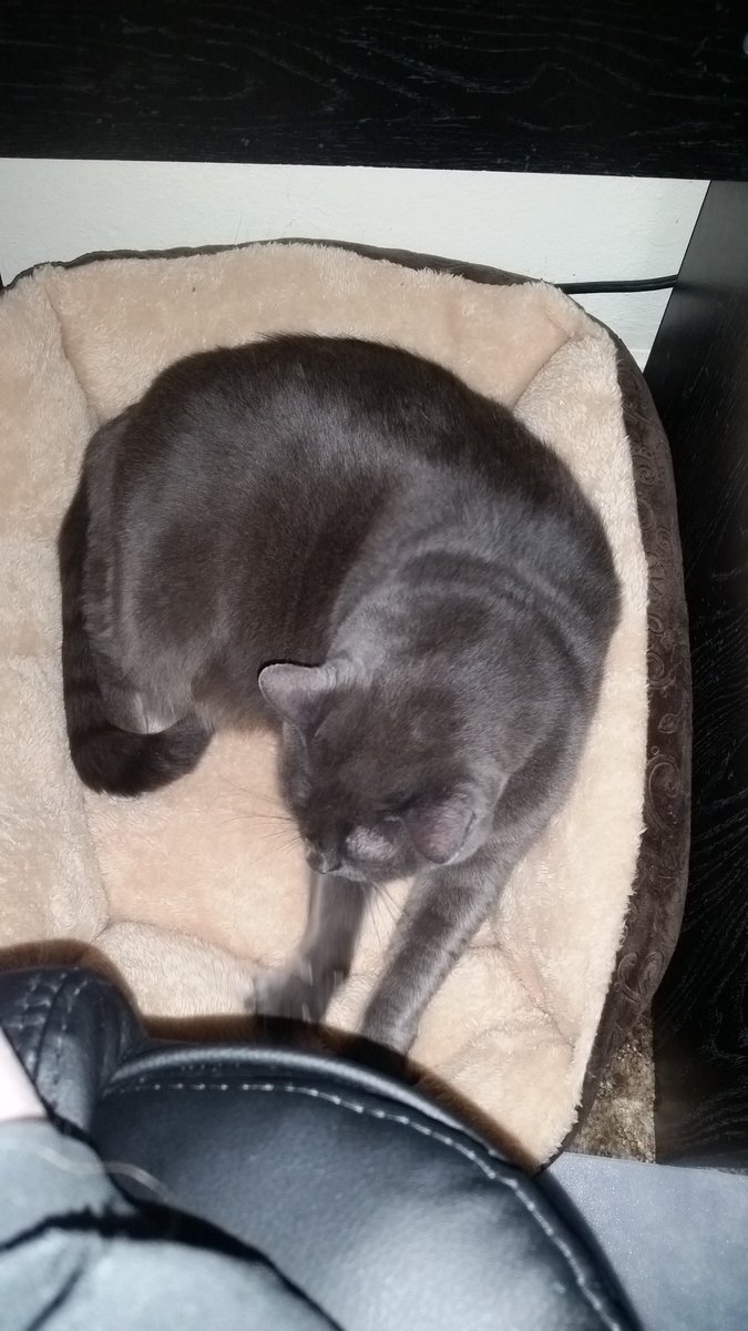Deedlepeas's tweet photo. Supervisor Kenai is using her cat bed! Finally!  (=^･ω･^)＝ https://t.co/mTaXwWx5oq