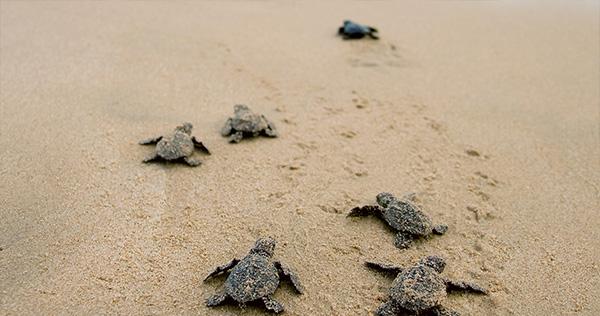 mdsmith75's tweet image. New LunchSkins Bag Benefits Amazing Mission Partners! Solutions for a Greener World! - sot.ag/50QPF