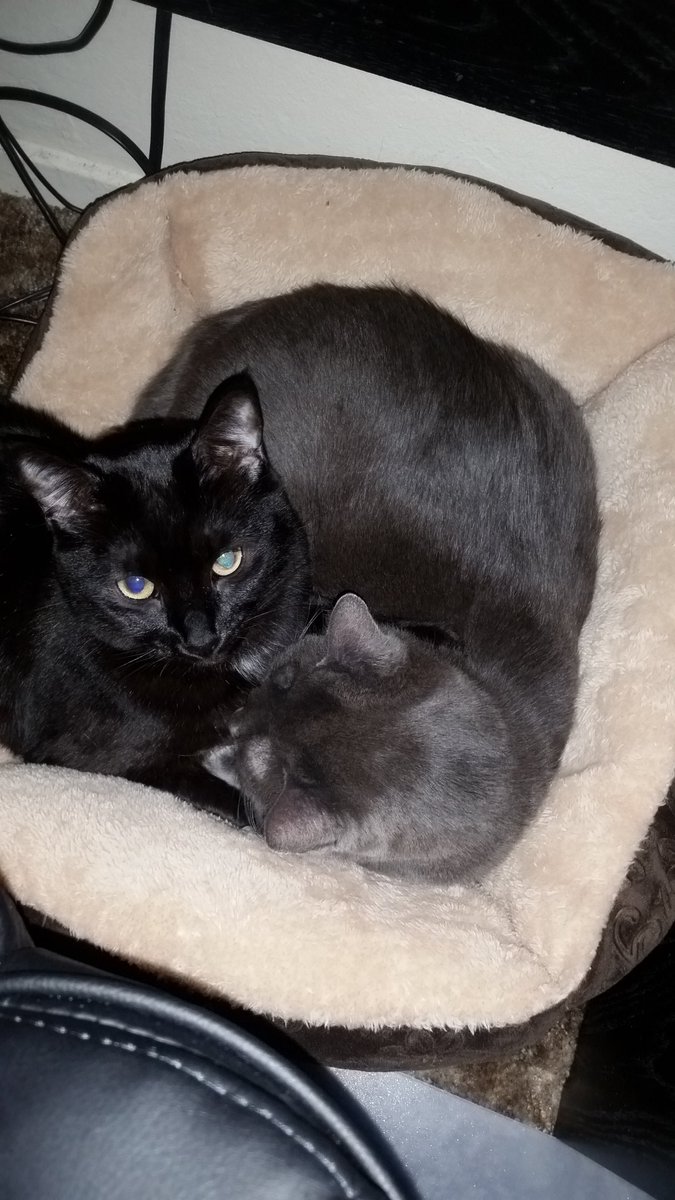 Deedlepeas's tweet photo. Nothing to see here...
(=ↀωↀ=)✧ https://t.co/HddcPiBAF4