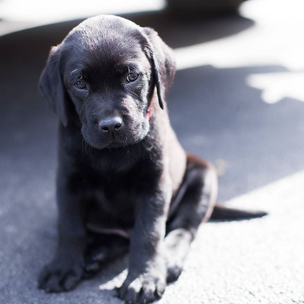 KeeganTEvans's tweet photo. His name is Doc. Not my pup! Still adorable! 
#puppy #photography #blacklab #labs #labsofi… https://t.co/kKT7f5TAYq https://t.co/E6qDacshIt