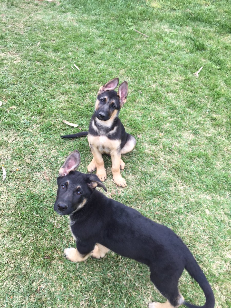 sugashane29's tweet photo. Cain and Luke! 12 weeks old!!! @ShepherdsDaily https://t.co/Qg6FCuADWS