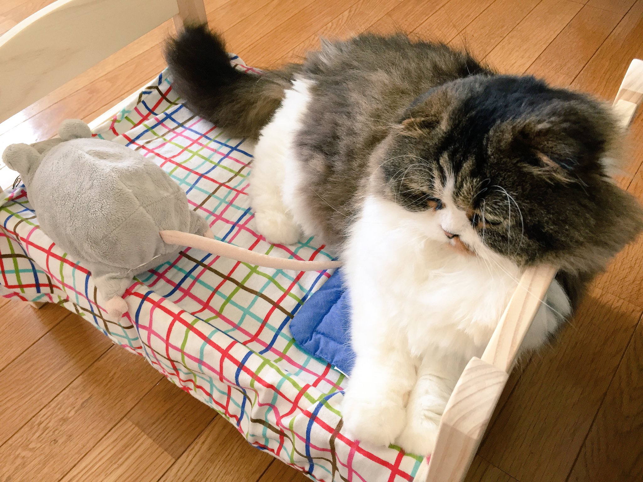 Funyou 猫に人気なikeaの人形用ベッドを購入 やっぱり好きみたい T Co Mc5kezy4kp Twitter