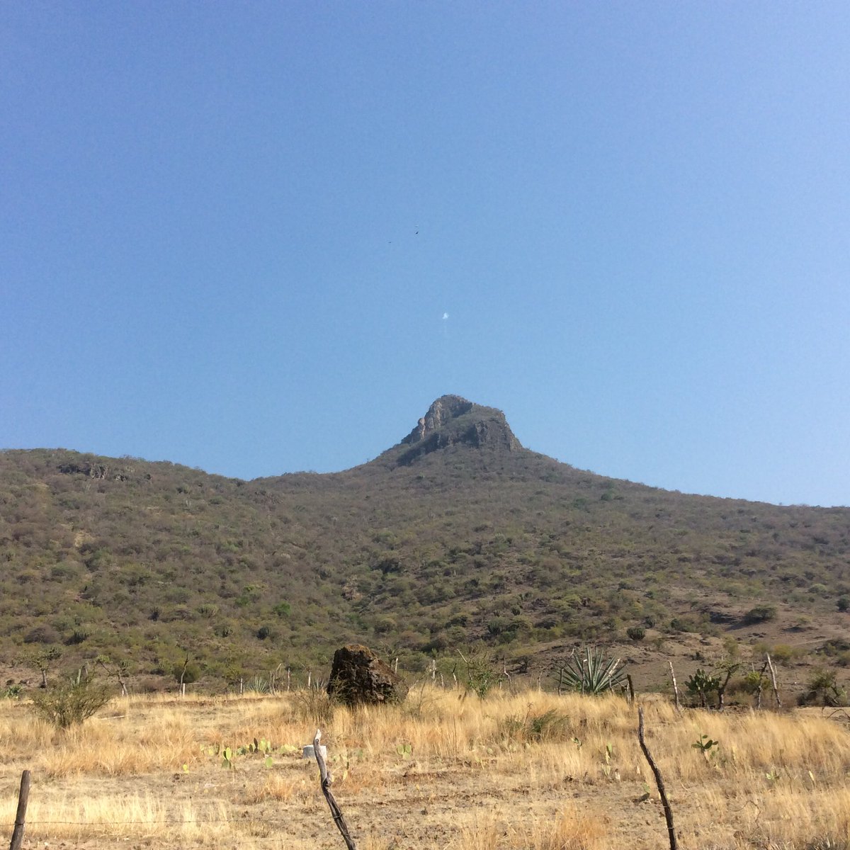 Teotitlán del Valle tweet media