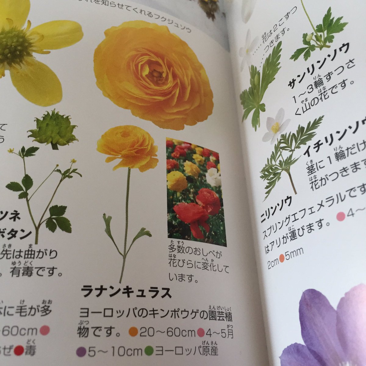 ひーる Imappage 植物のラナンキュラスにカエル の肛門という意味はありません Ranunculus でラテン語の縮小形の一語です 簡単にいうと 小さいカエル カエルのような形のもの という意味で 葉っぱがカエルの足に似てるのそういうような名前になっ