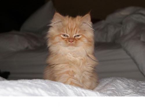 Horancyte's tweet image. 