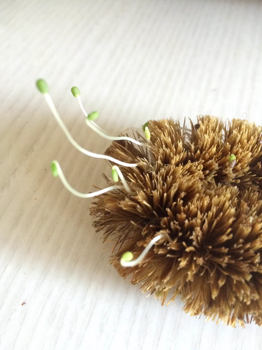 タワシから新しい生命が芽吹いたと話題にwww