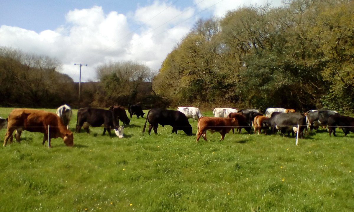 TrewayTurkeys's tweet photo. Morning all! Cows and calves enjoying life #happycows #cornishbeef https://t.co/friTlCWVHY