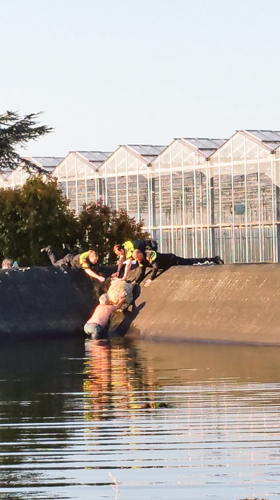 De #ochtendcardio hebben we weer gehad. Schaap eindigd na n half uur rennen vanaf de Wippolderlaan in waterbasin.^jl