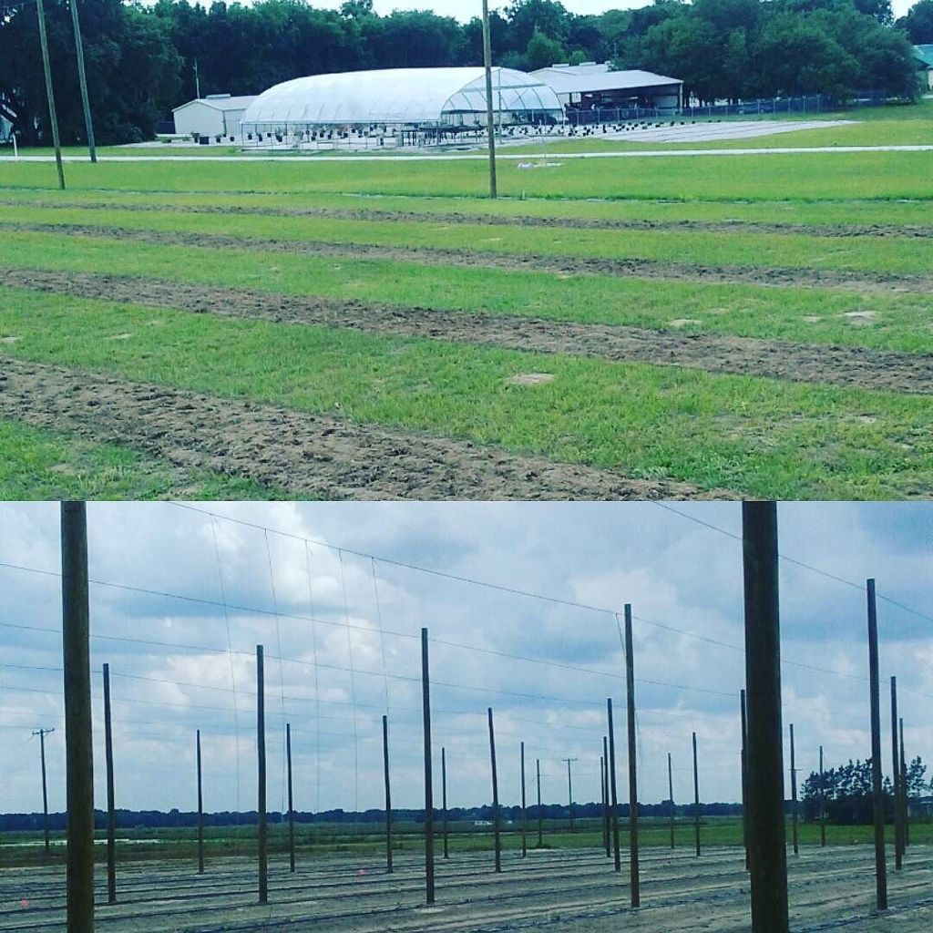 FLHops's tweet photo. #flhops
#supportscience
Two Florida hopyards. Above in Apopka at the Mid-Florida Research… https://t.co/WpUzVsppHB https://t.co/DZoUcUjlAq