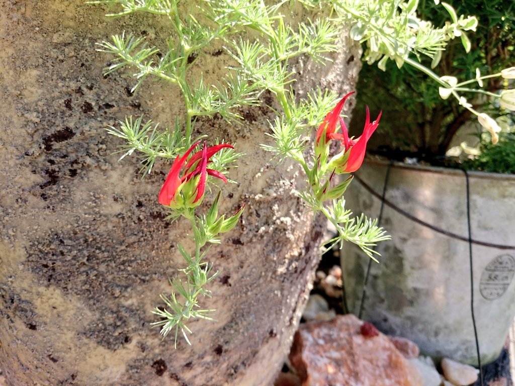 プランツショップ Orage ロータス コットンキャンディのお花が咲きました 葉っぱの感じからこんなに赤い花が咲くとは想像もつきませんでした 今日も暑いので どうぞ皆さん水分補給をお忘れなく オラージュ コットンキャンディ T Co