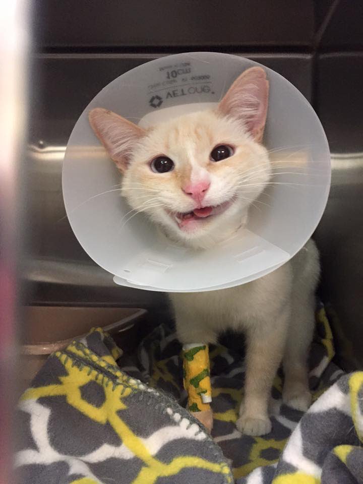GrumpyCatMerch's tweet photo. Straight nemesis #dutchessthecat #smilingcat #grumpycat https://t.co/NLL8JbBQwC