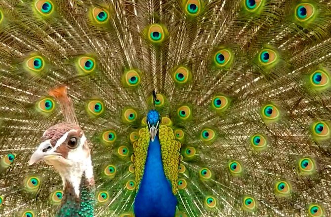 Animalist Network tweet media