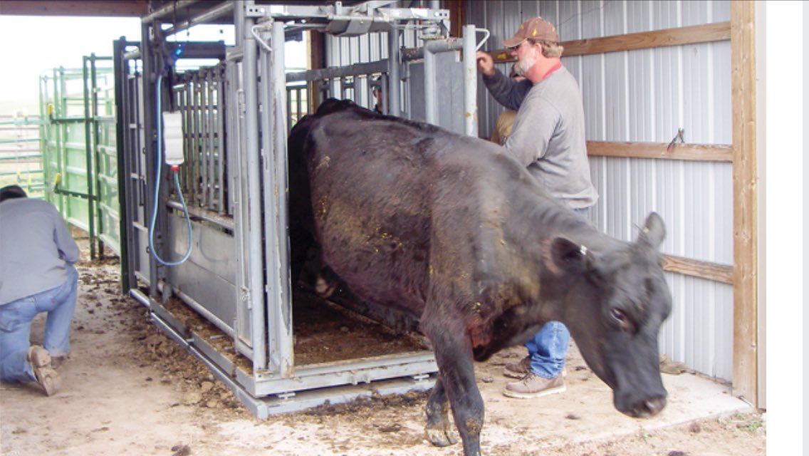 Cassidy_Woolsey's tweet photo. Finding the right squeeze chute can be tricky, here are some quick tips: https://t.co/ZNfFcoQYIQ #cattle #ranchlife https://t.co/yLsq3Q4sX5