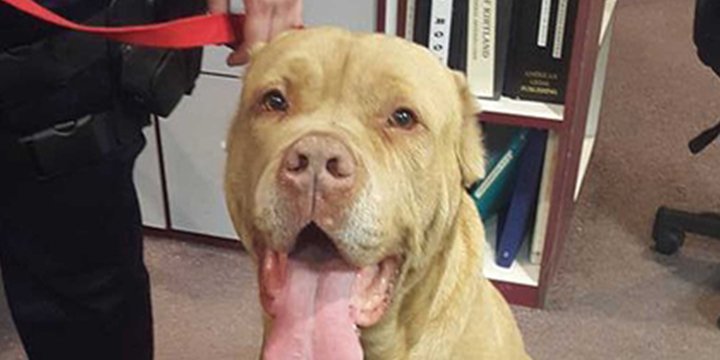 people's tweet photo. Ohio police department adopts stray pup https://t.co/7YMcXOmTLm via @PEOPLEPets https://t.co/MLJQf1gCkI