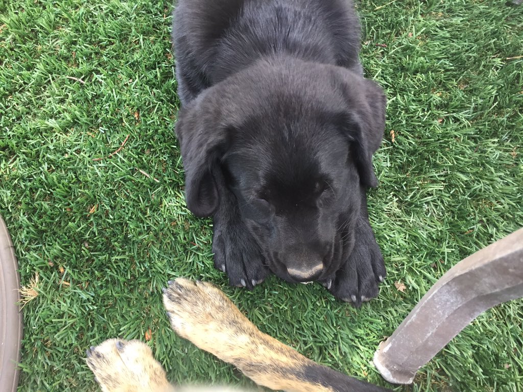 PutEmUpLabs's tweet photo. Sleepy boy #Axel #lovemylab https://t.co/0CgYbuJppa