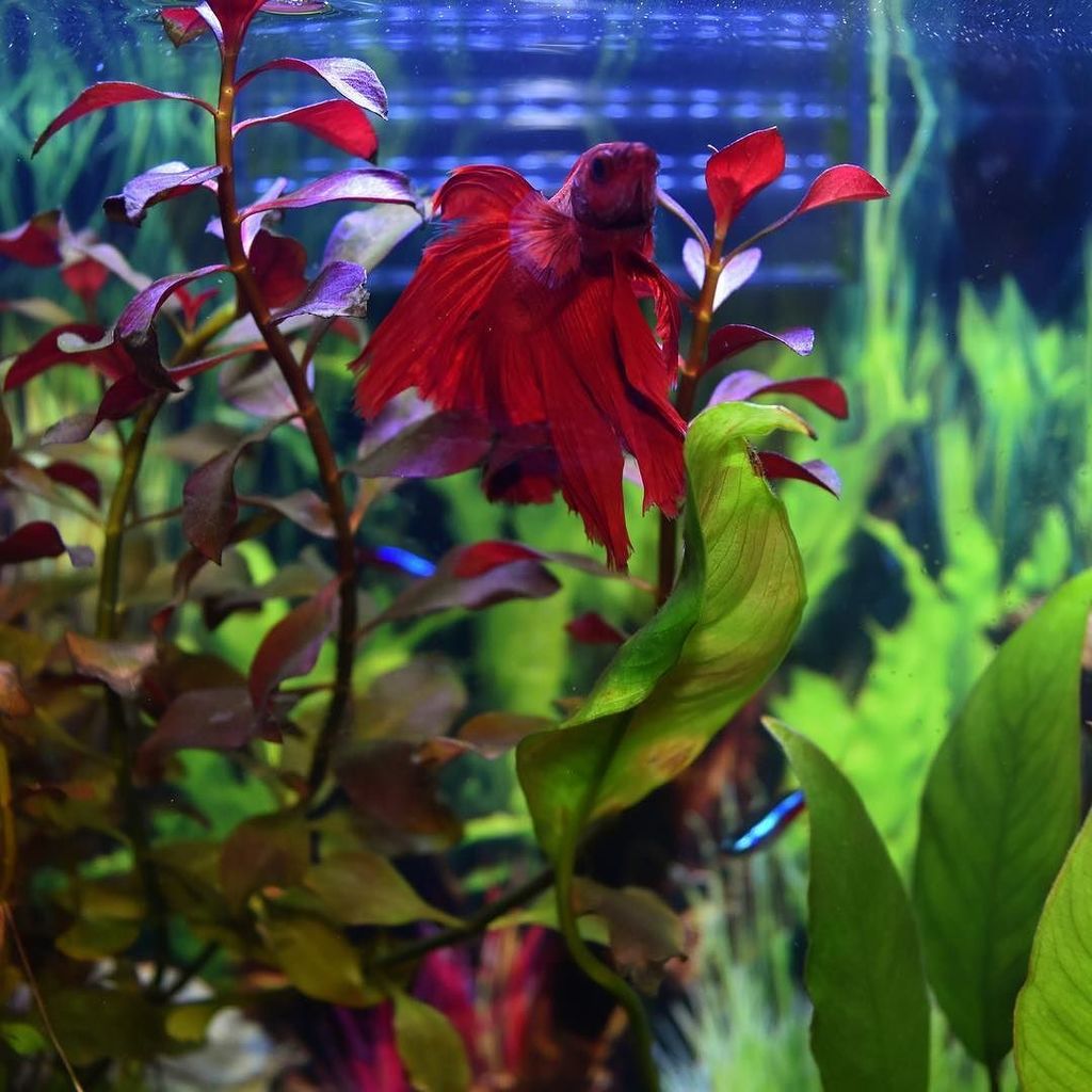 Akvaristan's tweet photo. #akvaristan #aquarium #akvaryum #aquarien Ferrari! #beautiful #natural #aquarium #plantedtanksofinstagram #planted β¦ https://t.co/2xdYQjOEZT