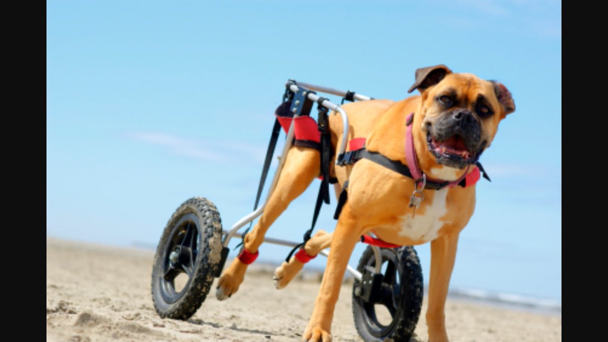 disabledpetsday's tweet photo. Happy #SpeciallyAbledPetsDay!!!! https://t.co/bsIzE0WZya