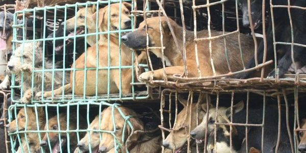 zbleumoon's tweet photo. #Anipals #dogs #animals #China 

💔🐶💔 ◤◢◤◢ 💔🐶💔
END YULIN #DOG MEAT FESTIVAL❗
Pls ✏ https://t.co/vdWCV2WJgW https://t.co/y2h5OCCRWw