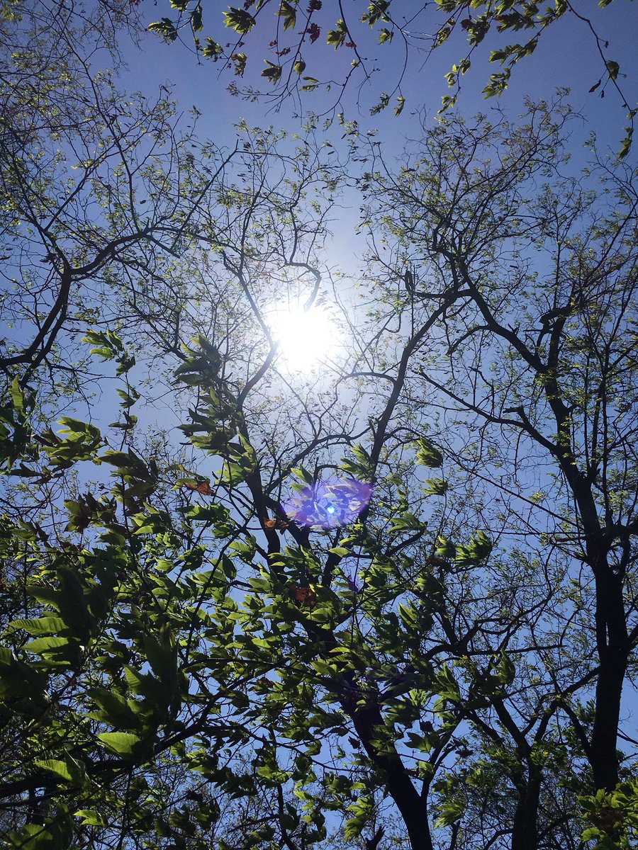 Mitramj's tweet photo. 비 온 뒤
맑게 정화된
하늘과 나무~^^* https://t.co/0CHS2mMjiE
