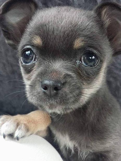 BREAKING: Woman collapses in shock as this pup snatched by a crow from backyard. #findfudge bit.ly/23o372E