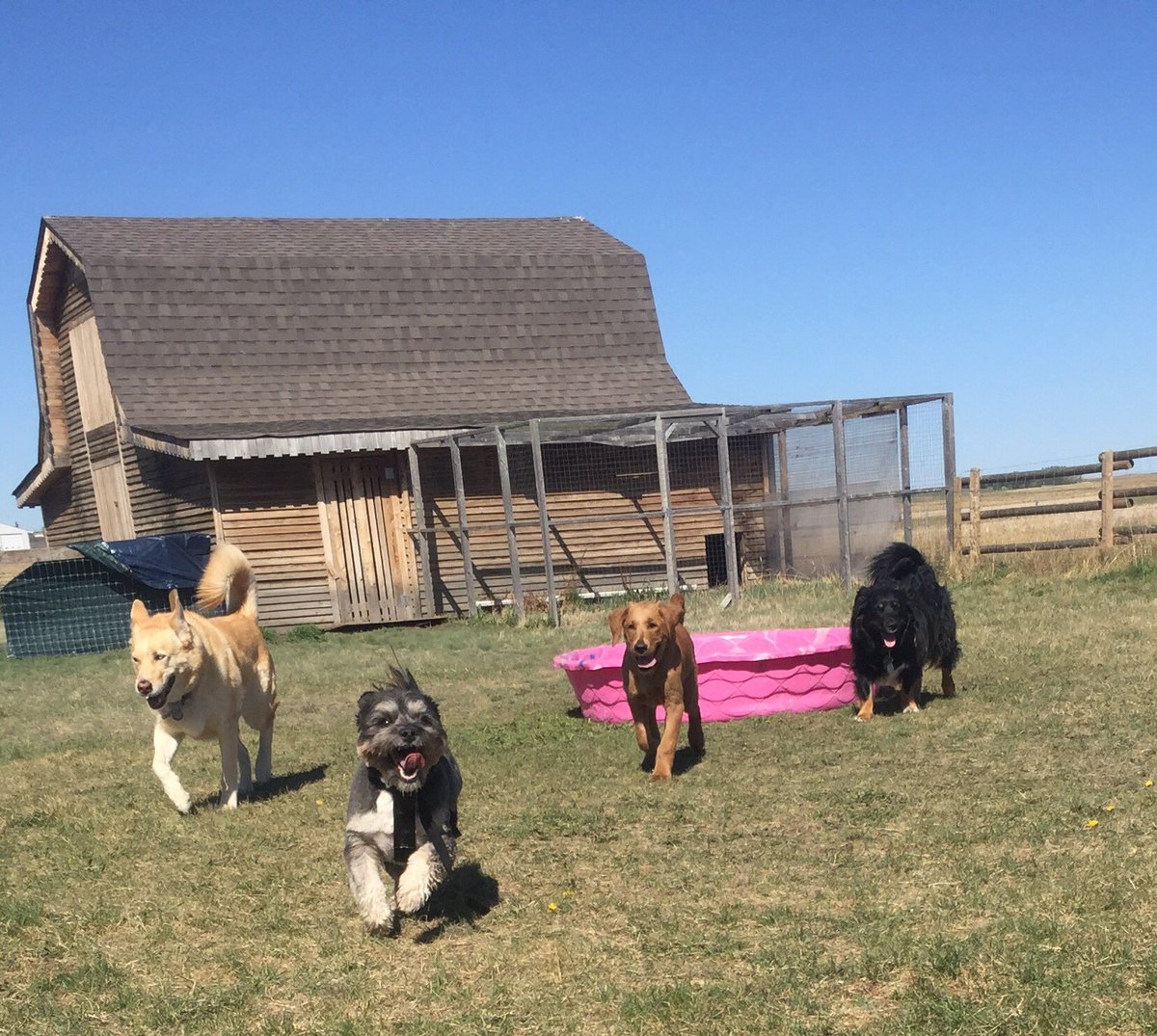 CrateEscape1's tweet photo. Jasper's first day with his new pack pals #airdrie #dogsoftwitter https://t.co/8axkd2YOHL