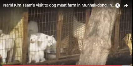 saveallanimals2's tweet photo. #PETITION #UPDATE #Victory!Incheon Munhank #Dog Farm#4 #Forced to #PayFine and #ClosingDown! https://t.co/M52V5s9UbM https://t.co/dW6OTetOxa