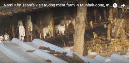 saveallanimals2's tweet photo. #PETITION #UPDATE #Victory!Incheon Munhank #Dog Farm#4 #Forced to #PayFine and #ClosingDown! https://t.co/M52V5s9UbM https://t.co/dW6OTetOxa