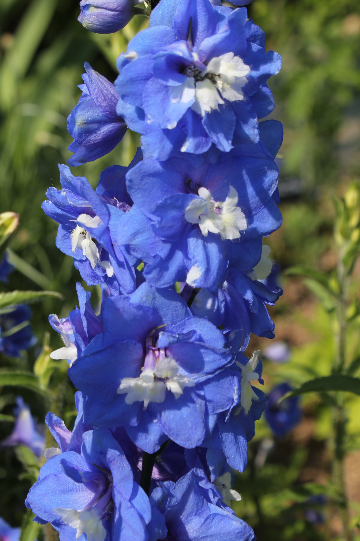 ট ইট র 咲くやこの花館 青空を取り込んだような綺麗な青色をしているこちらはデルフィニウム オーロラブルーインプ です 近くで見るとまるで押し花のように美しく咲いています 当館では押し花展を5 8まで開催してますので残りのgw 是非お越しください
