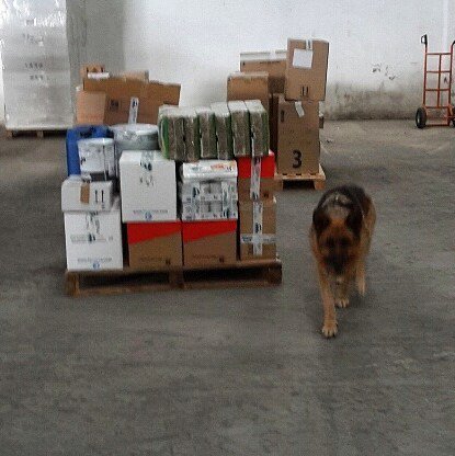 Cinemanimo1's tweet photo. https://t.co/uQjX6EiD2W Goodmorming with Sasha !!🐾🐾 #dogswork #amazing #mood #cute #like4likes #f4f #l4l #instaver… https://t.co/XCIVxroAww