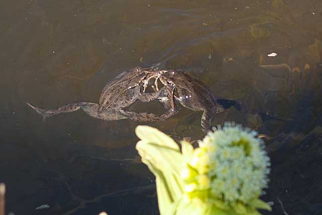 モーリー 北海道十勝の池や沼でエゾアカガエルの卵が 一度に1000個も その中でカエルになれるのは数 卵について 飼育方法について紹介 カエルの卵 エゾアカガエル 北海道 野生生物 T Co Rrg8hozdvq T Co Bsirinevhf Twitter