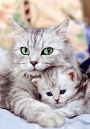 FammaMalik's tweet photo. This cute kitty can't surprise her mom, but you can!

Give a #TangMissedCall to 03448888264 now!

#FromMeToMom https://t.co/vm8LJMYpEi