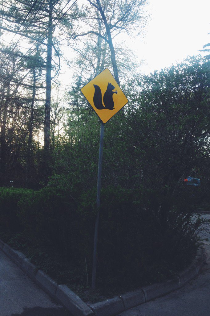Stroeva_Natta's tweet photo. DANGER⚠В парке Сокольники обнаружены белки-хипстеры.Узнать их можно по ореховому латте в пушистой лапке🌰 https://t.co/yfCx4NrPhJ