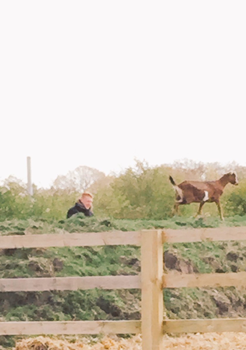 empsolneet's tweet photo. There's nothing like a bit of goat herding to build community 😂 @MyLife_CIC @CormacRussell #abcd @YCBLtd #hilarious https://t.co/DI4mEiRQuw