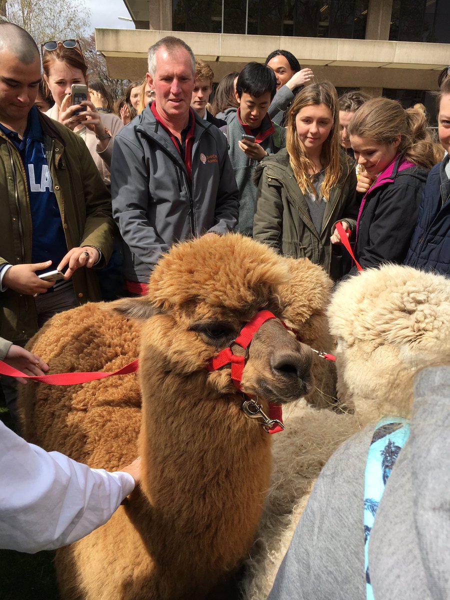 StADoEd's tweet photo. Alpacas are at the library! Brought to you by Student Services and @standwellbeing! #RelaxationStation https://t.co/o8lWKURVnK