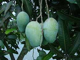 mpparimal's tweet image. Israeli experts visit Centre of Excellence for Mangoes in Talala, Gir (Gujarat): a home for Kesar mangoes.