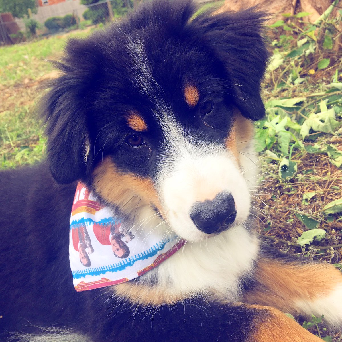 maxtheaussie's tweet photo. @MRNarchive I'm doing my best to be a good neighbor! #doglovers #dogsoftwitter @PBS #woofwoofwednesday #puppy https://t.co/UA3zIlTNPk