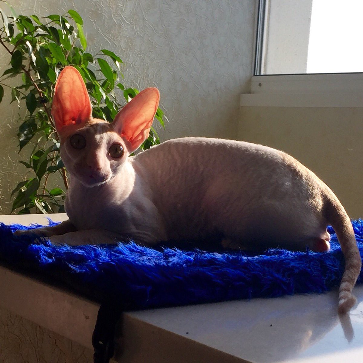 _DeoRex's tweet image. Смотрите нас сегодня по ТВ!!! в 19.20, по 8-му каналу БТ, в передаче "Программа о ваших питомцах" #кошки #корнишрекс