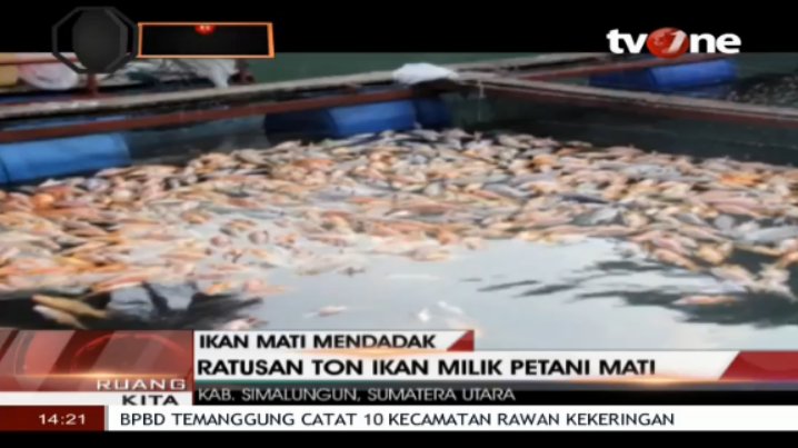 tvOneNews's tweet photo. IKAN MATI MENDADAK, RATUSAN TON IKAN MILIK PETANI MATI @ruangkita_tv1 Hanya Di #tvOne https://t.co/AED7sSW4zR https://t.co/qBlWfw0Yuw