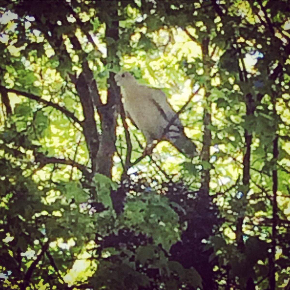 susannefraser's tweet photo. Tweet Tweet 🐦🎶😊 Looking forward to my new neigbours #buildinganest https://t.co/FGwVwfL9sS